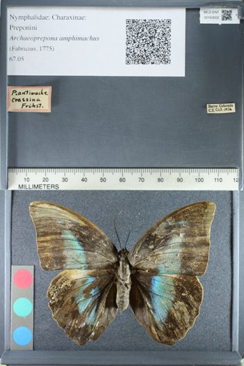 Media type: image;   Entomology 163502